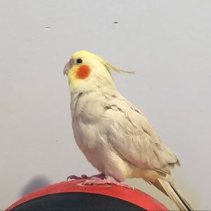 Meet your Posher, Annella